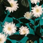 gratis iPhone wallpaper bloemen Nikki Segers fotografie flowers Den Bosch